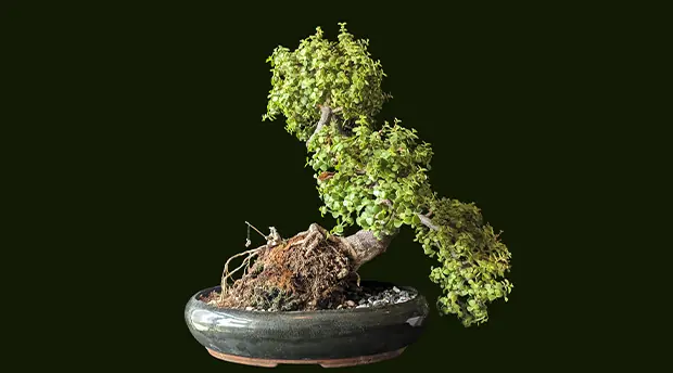 Authentic Bonsai Authentic Bonsai